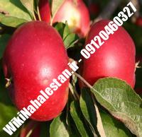 نهال سیب اصلاح شده  | سیب اصلاح شده  | نهالستان نهالکاران کرج ۰۹۱۲۰۴۶۰۳۲۷ مهندس ترابیان