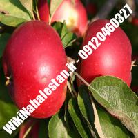 نهال سیب اصلاح شده سیب اصلاح شده نهالستان نهالکاران کرج 09120460327 مهندس ترابیان